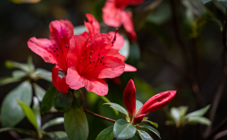 玉龙雪山海拔故事丨雪山·守护-同