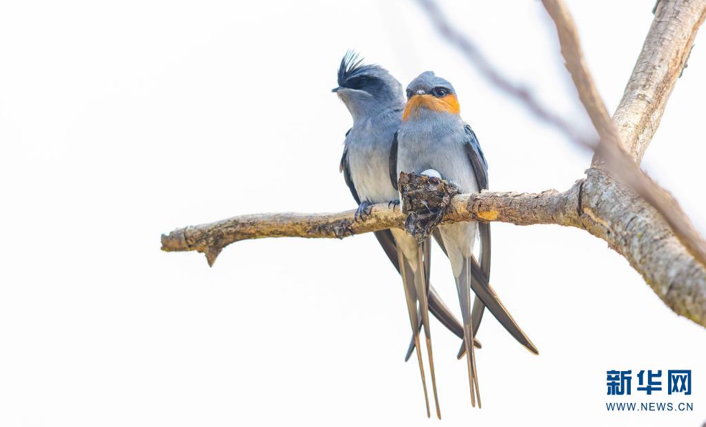 雨燕直播足球免费高清无插件畅享全球赛事全程覆盖无需会员