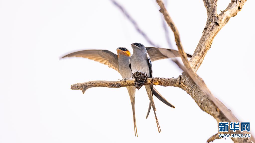 雨燕体育直播实时更新足球篮球比赛一键直达无延迟观看
