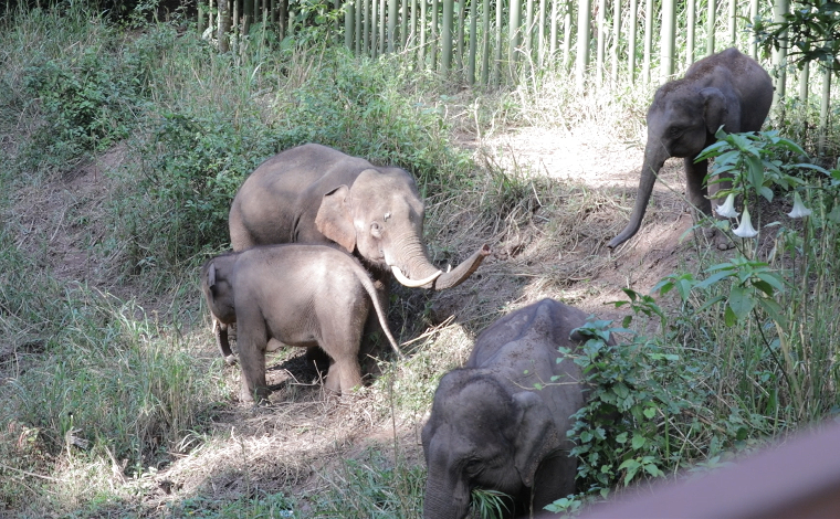 【亞洲象“大咖秀”】“寶哥”和它的“小跟班”
