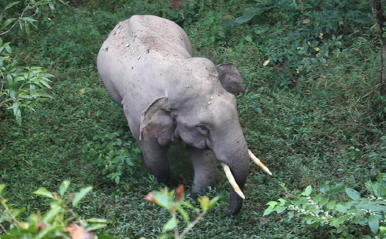 【亞洲象“大咖秀”】亞洲象監測員眼中的“大塊頭”