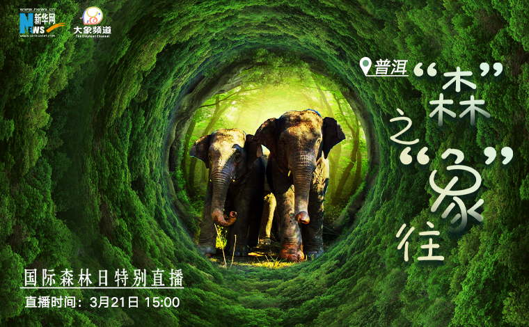 國際森林日|雲南普洱：“森”之“象”往