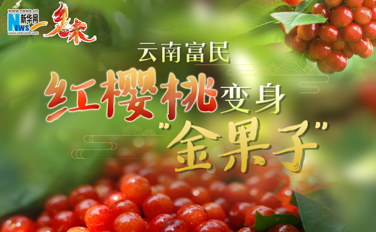 乡味｜云南富民：红樱桃变身“金果子”