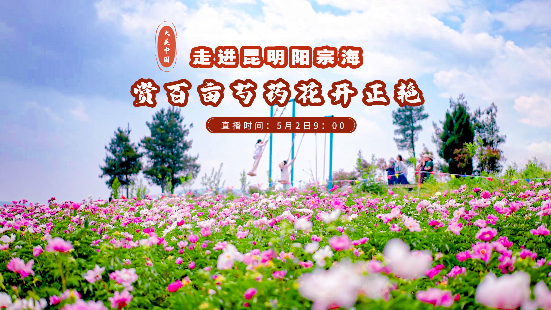 大美中国｜走进昆明阳宗海 赏百亩芍药 花开正艳