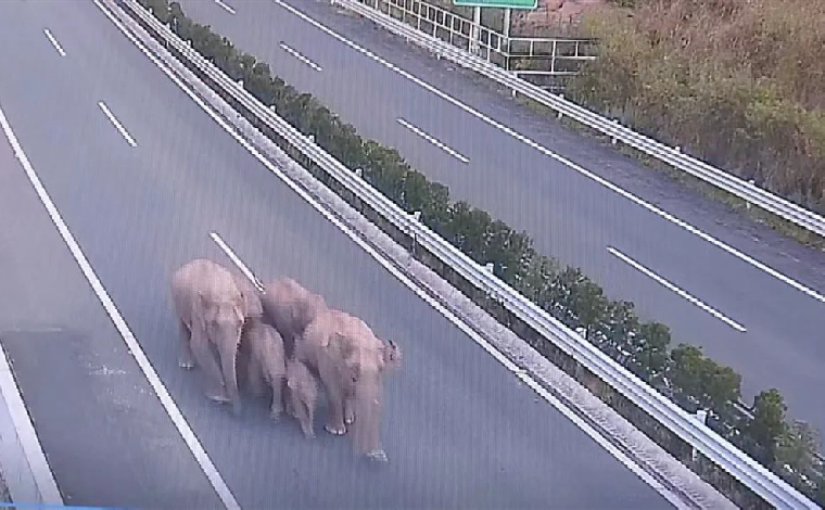 云南普洱：一群调皮象“溜达”上了高速路
