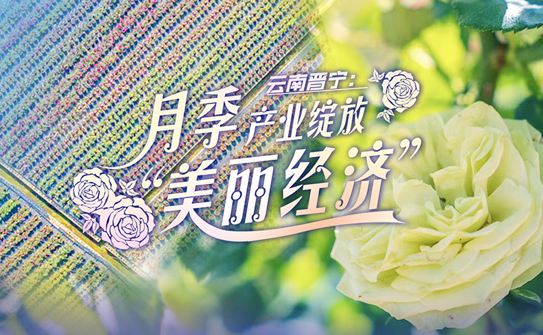 乡味｜云南晋宁：月季产业绽放“美丽经济”