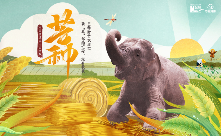 芒种到 跟着象象一起“芒”起来