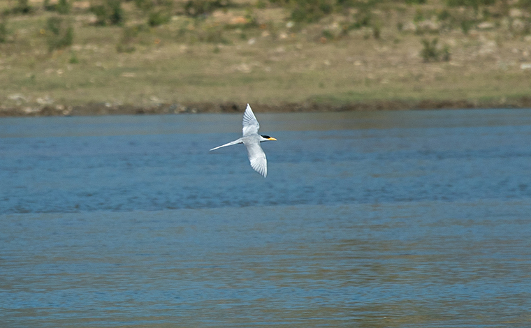 生態攝影師在雲南盈江拍攝河燕鷗