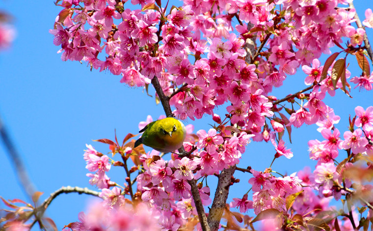 雲南彌勒：鳥語花香 靜待春來