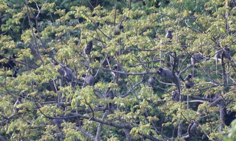 云南施甸：27只国家一级保护动物灰叶猴罕见同框