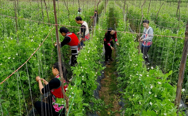 云南南华：荷兰豆试种成功 喜迎丰收