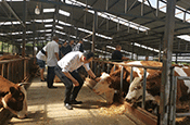 玉龙农商行发放丽江市首笔“肉牛活体抵押”贷款