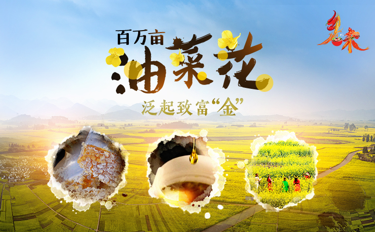 鄉味｜雲南羅平：百萬畝油菜花泛起致富“金”