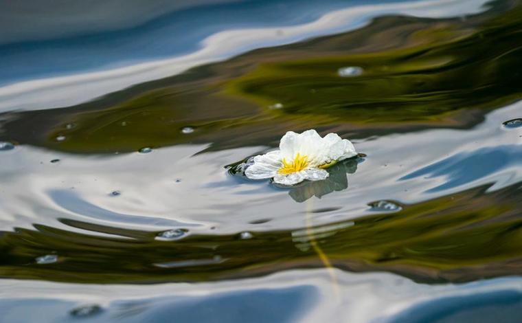 春日滇池 海菜花开