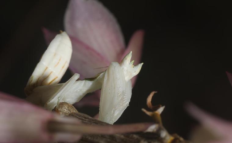 罕見！雲南寧洱首次拍攝到蘭花螳螂