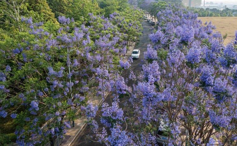 云南蒙自：蓝花楹盛放 城中飘起“紫色的雪”