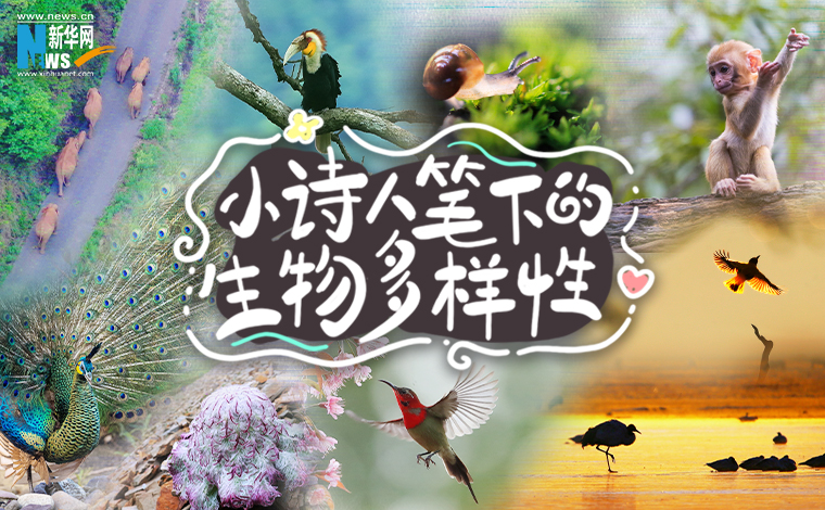 创意海报｜小诗人笔下的生物多样性