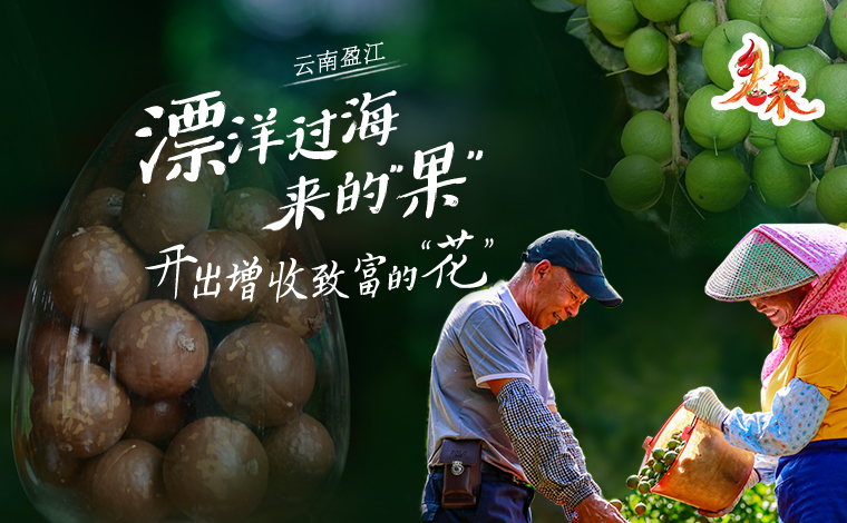 乡味｜云南盈江：漂洋过海来的“果” 开出增收致富的“花”