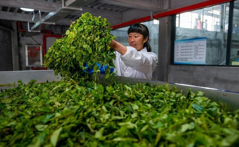 云南绿春：做好“一县一业”茶文章
