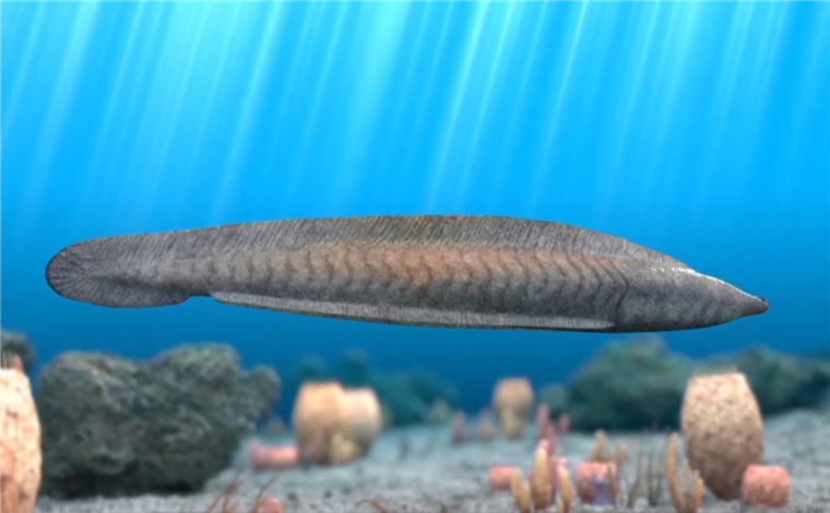 穿越寒武紀｜這條遠古小魚在五億多年前就擁有脊椎